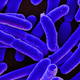 E.Coli. Image: Wikimedia